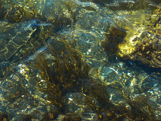 Fototapeta na wymiar sea water, grass on the bottom, transparent waves