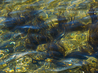 sea water, grass on the bottom, transparent waves