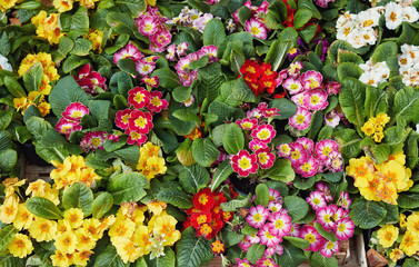 Obraz premium Beautiful spring flowers for sale at street market.