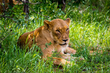 The lion (Panthera leo) female