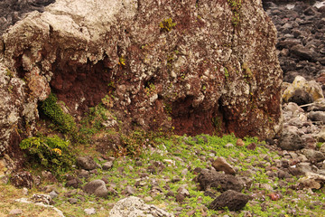 Beautiful Scenery of Jeju Island / Scenery Picture of Jeju Island, Korea
