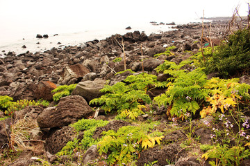 Beautiful Scenery of Jeju Island / Scenery Picture of Jeju Island, Korea