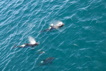 Fototapeta premium Long-finned Pilot Whales