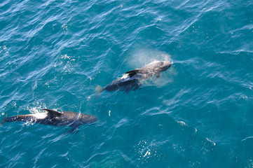 Fototapeta premium Long-finned Pilot Whales