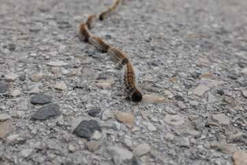processionary crosses road