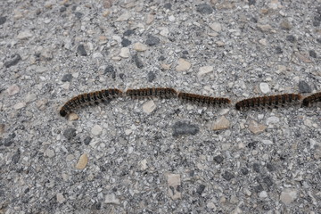 processionary crosses road