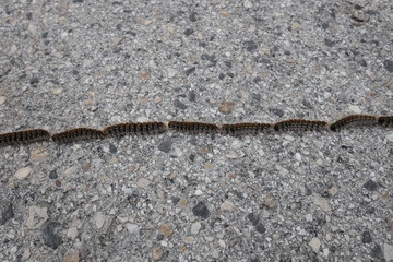 processionary crosses road