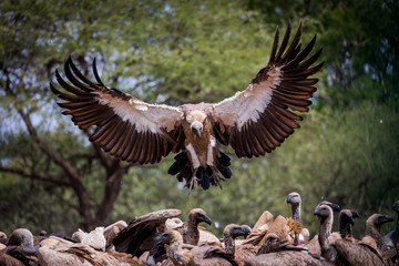 Be careful 	White backed vulture