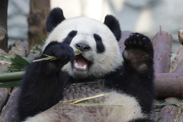 Fototapeta premium Giant Panda is Eating Bamboo Leaves, China