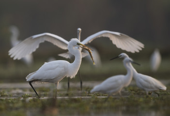 The Great White Egret