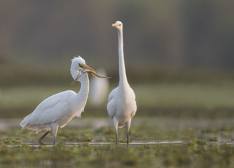 The Great White Egret With fish
