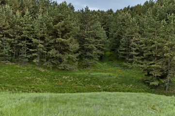 Landscape of early summer nature with green glade, fragrant blossom  wildflower and  forest,  Plana mountain, Bulgaria   