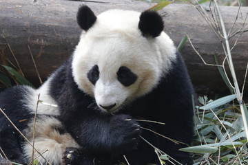 Obraz na płótnie Canvas Giant Panda is Eating Bamboo Leaves, China