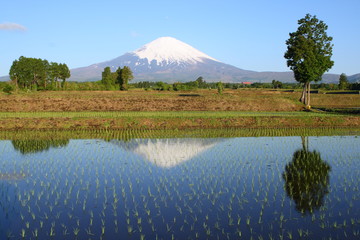田んぼに写る逆さ富士（富士山）