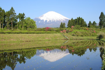 富士山と田んぼに写る逆さ富士