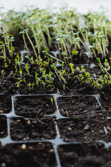 Seedlings. Cultivation In Ground Indoors Greenhouse. New Sprouts With Leaves From Earth. superfood and clean eating concept,