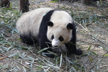 Naklejka premium Giant Panda is Eating Bamboo Leaves, China