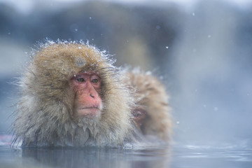 Snow monkey in a hot spring, Nagano, Japan.