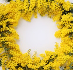 ミモザの花のフレーム、白背景