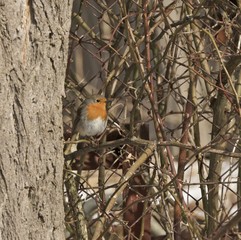 ein Rotkelchen im Winter