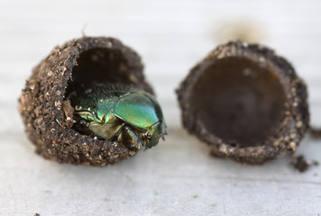 cryptocephalus sericeus beetle