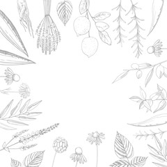 Plants for natural cosmetics. Organic cosmetics background. Vector illustration