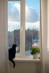 A cat sits on a window sill and looks out the window