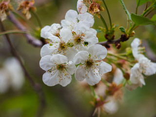 Obraz premium close up to white flowers