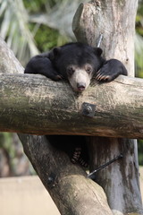 木の上で寝ているマレーグマの子供