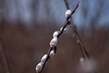 Spring has come, the willow is breaking