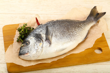 raw dorada fish