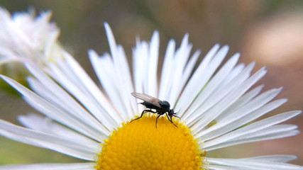 Fly insect on white flower in summer in cloudy weather close-up