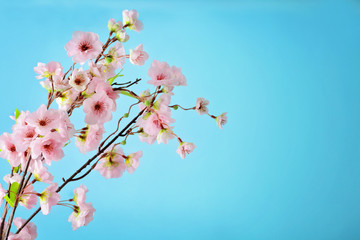 cherry blossom flowers on blue sky background