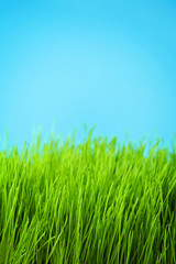 Fototapeta na wymiar green grass meadow on blue sky background