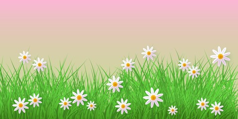 Fototapeta na wymiar Spring grass and chamomiles border on pink background with empty space for text - horizontal banner for Easter greeting card and congratulation poster. Cartoon vector illustration.