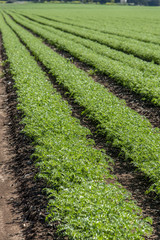 Fototapeta na wymiar Rows of humus crops in a field
