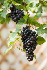 Ripe grapes in fall Ripe grapes growing at wine fields