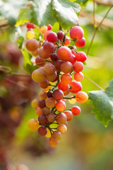 Ripe grapes in fall Ripe grapes growing at wine fields