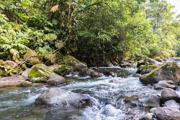 Naklejka na ściany i meble River flowing through rainforest