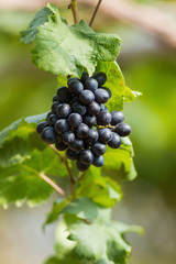 Ripe grapes in fall Ripe grapes growing at wine fields