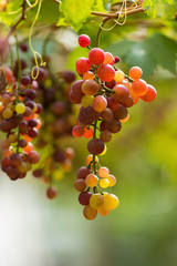 Ripe grapes in fall Ripe grapes growing at wine fields