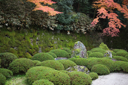 the fall season of  Chion in garden
