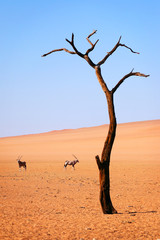 Fototapeta na wymiar Tree and oryx