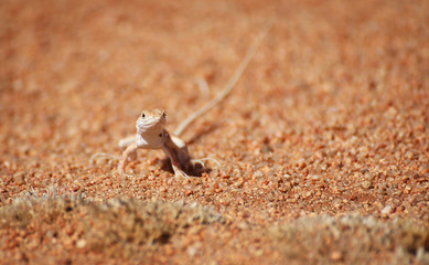 Lizard