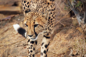 Cheetah