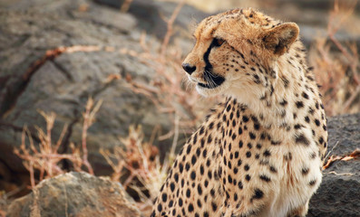 Cheetah