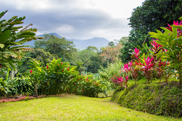 Fototapeta na wymiar Beautiful garden in tropical rainforest