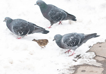 pigeons on white snow