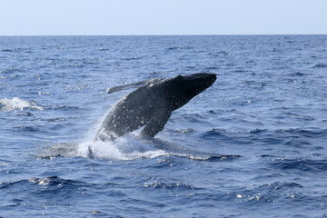 ザトウクジラのブリーチング