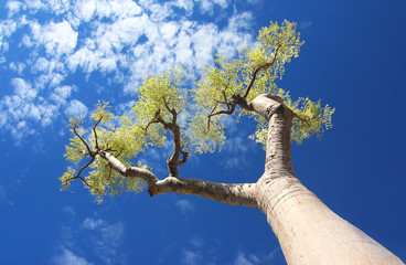Tree and sky